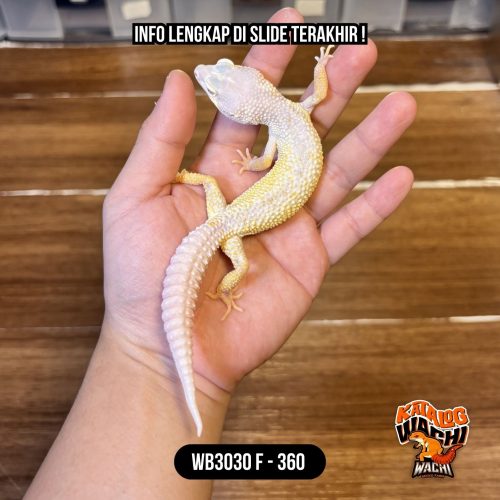 WB3030 F | Super Duper Rare!🤯 Gecko Alien 👽