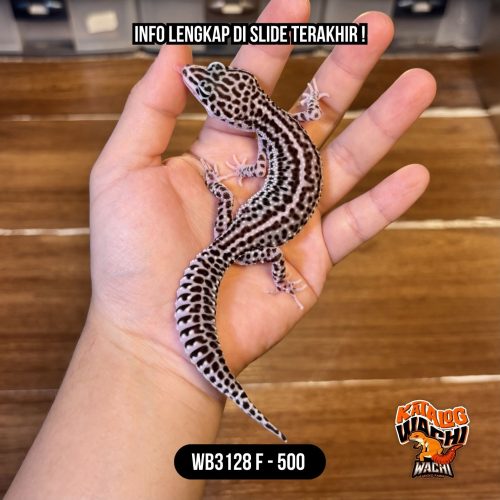 WB3128 F | Si Paling Senyum 🥰