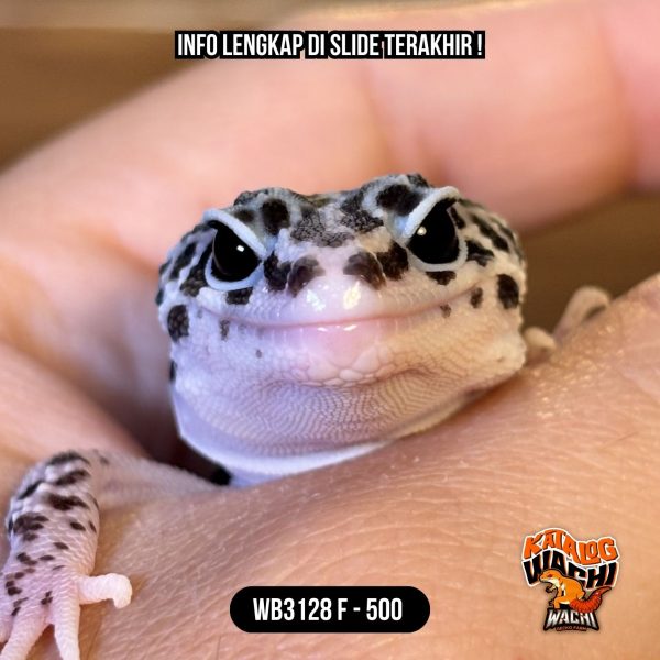 WB3128 F | Si Paling Senyum 🥰