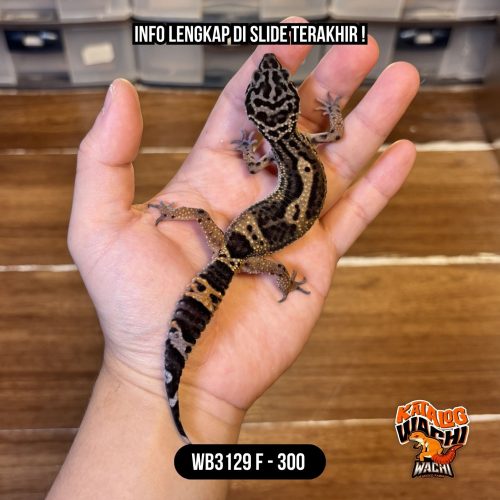 WB3129 F | Blacknight Murmer 😁🖤✨