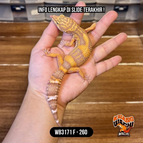 WB3171 F | Ovulasi, Siap Kawin 👌🏻