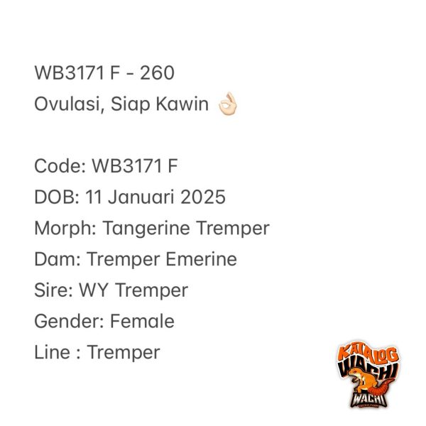 WB3171 F | Ovulasi, Siap Kawin 👌🏻