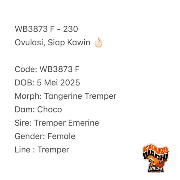 WB3873 F | Ovulasi, Siap Kawin 👌🏻