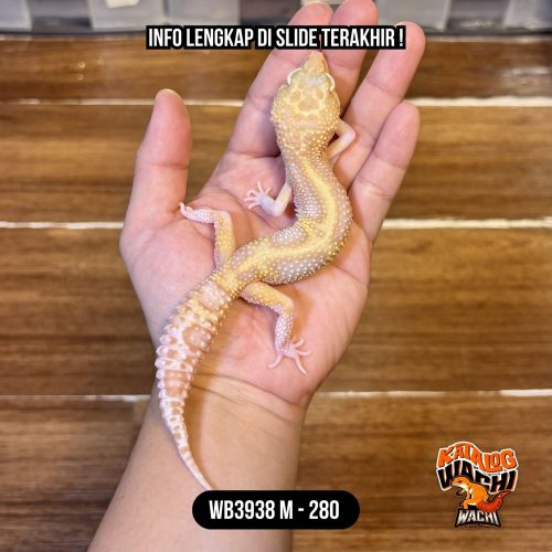 116 WB3938 M | Mata Merah Terang 🔴👅🔴