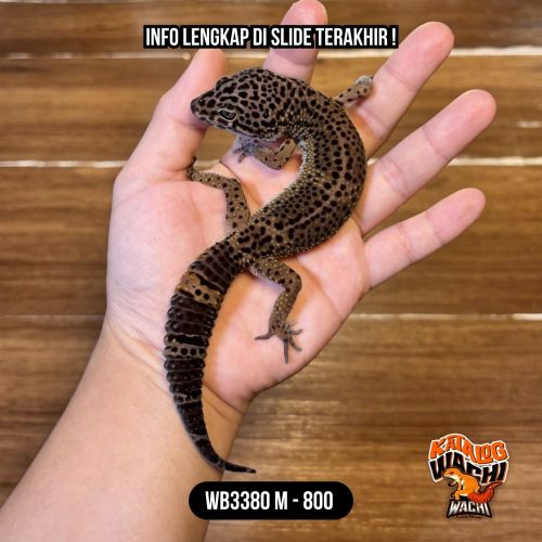 119 WB3380 M | Gelap Banget 🖤🖤🖤