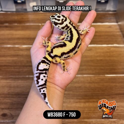 124 WB3680 F | CAKEP PAKE BANGET !!! 🖤💛✨