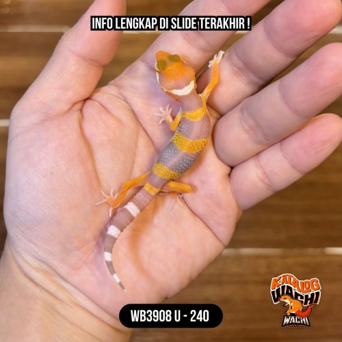 22 WB3908 U | Baby Jeruk Lavender 🧡🤍