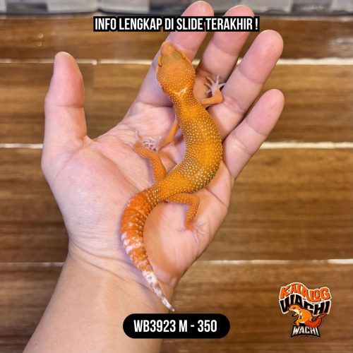 68 WB3923 M | Merah Sejak Dini 🥵🌶️