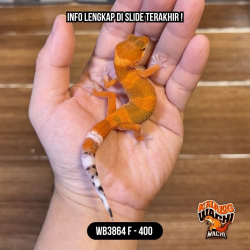 70 WB3864 F | Gecko Merah, Bukan Oren 🥵🔥