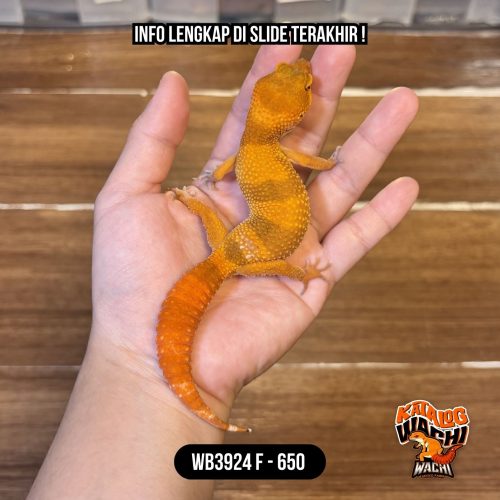 71 WB3924 F | Jeruk Spesial! Ekor Wortel 🥕