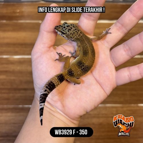86 WB3929 F | Jeruk Tapi Ireng 🍊🖤✨