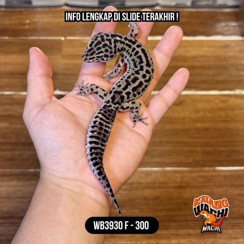 89 WB3930 F | Ireng Murmer 🖤✨