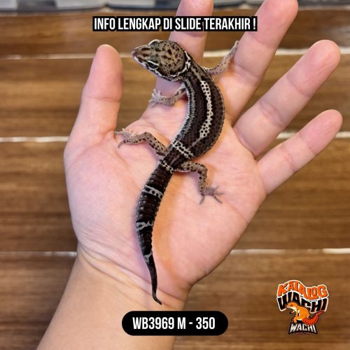 90 WB3969 M | Ireng Murmer 😁🖤✨