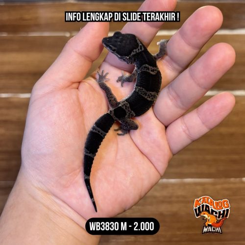 91 WB3830 M | Toothless in Real Life 🖤✨