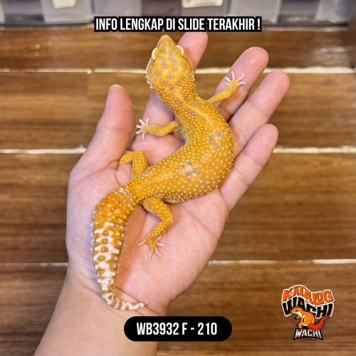 95 WB3932 F | Ovulasi, Siap Kawin 👌🏻