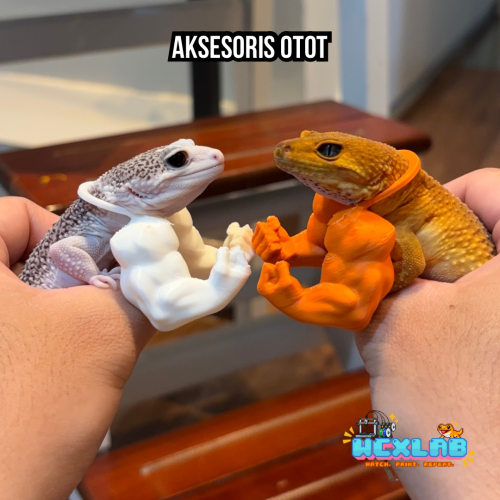 Otot-ototan Gecko (Bisa Request Warna)