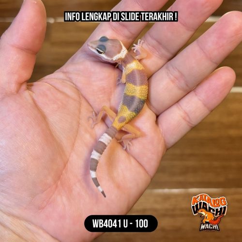 WB4041 U