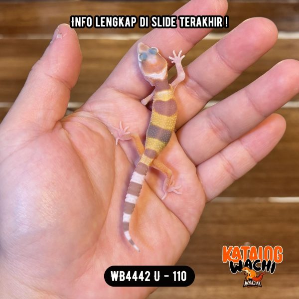 WB4442 U