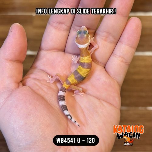 WB4541 U | Matanya Unik 😜