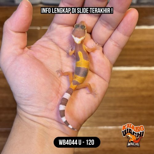 WB4044 U