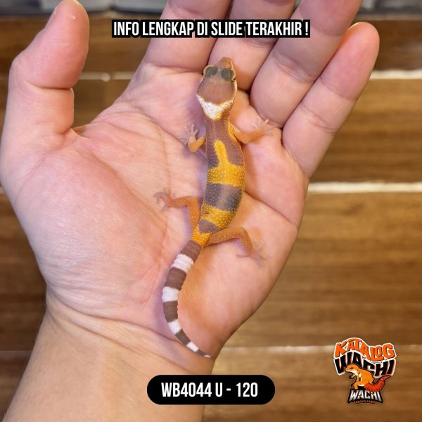 WB4044 U