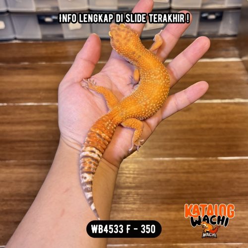 WB4533 F | Jeruk GEDEE GENDUTT 🤗🍊 Ovulasi, Siap Kawin 👌🏻