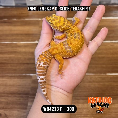 102 WB4233 F | Montok Banget 😅