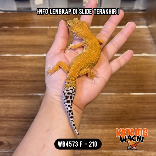 WB4573 F | Ovulasi, Siap Kawin 👌🏻