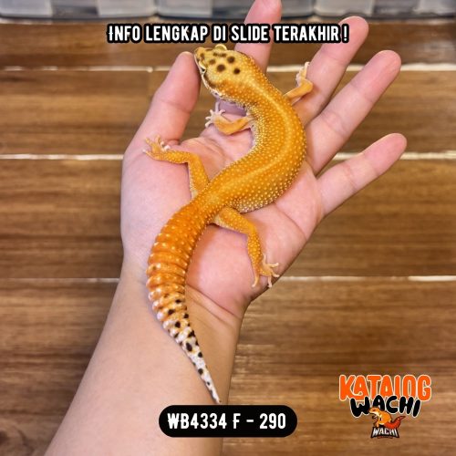 WB4334 F | Ovulasi, Siap Kawin 👌🏻
