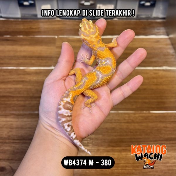 WB4374 M | Cakep Banget 😍