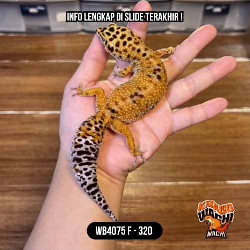 WB4075 F | GENDUT SEKALI 😅