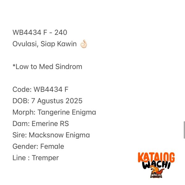 WB4434 F | Ovulasi, Siap Kawin 👌🏻
