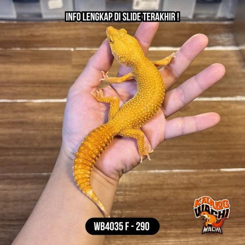 WB4035 F | Es Jeruk 🍊 Ovulasi, Siap Kawin 👌🏻