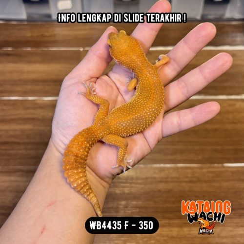 WB4435 F | Es Jeruk Cakep 🍊👌🏻