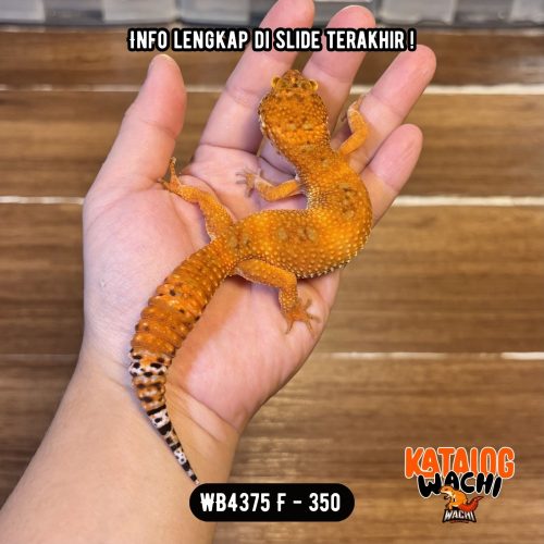 WB4375 F | Pedasnya Beda 🥵🤯