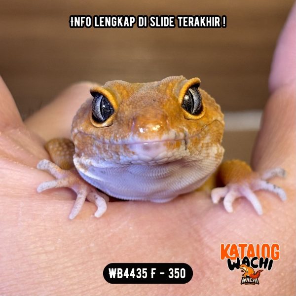 WB4435 F | Es Jeruk Cakep 🍊👌🏻