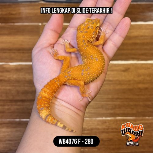 WB4076 F | Ovulasi, Siap Kawin 👌🏻