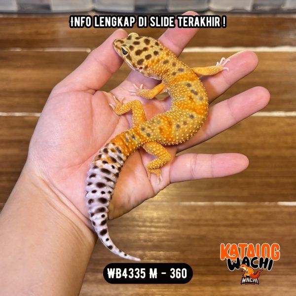 WB4335 M | Warnanya NGIJO Banget! 💚