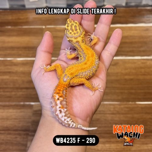 109 WB4235 F | Warna Menyala 🔥
