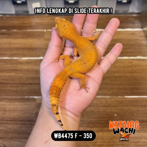 WB4475 F | Ovulasi, Siap Kawin 👌🏻
