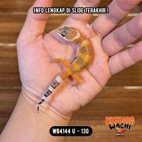 11 WB4144 U