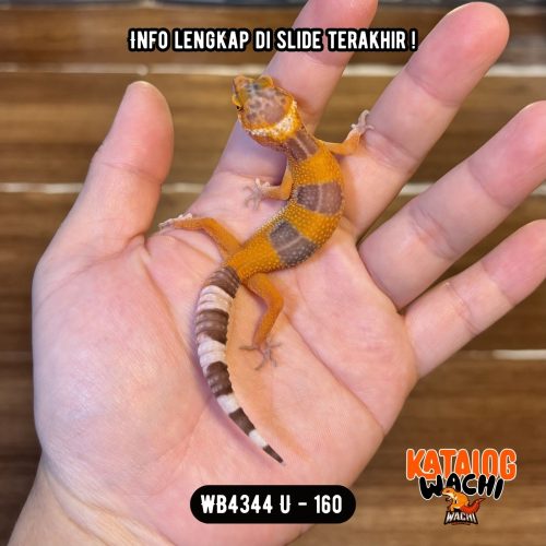 WB4344 U | Baby Jeruk Pedas 🍊🥵