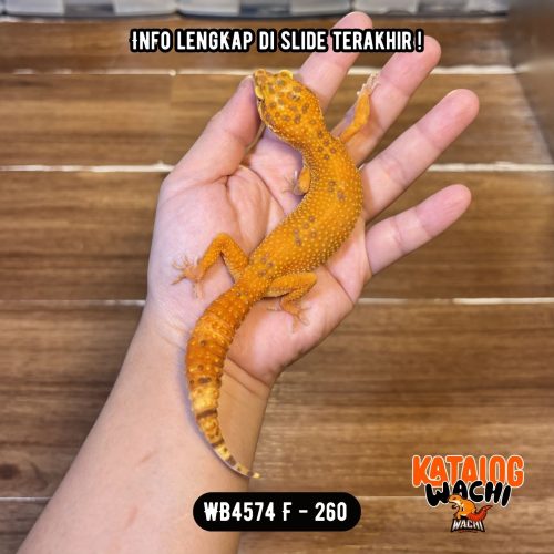 WB4574 F | Ovulasi, Siap Kawin 👌🏻