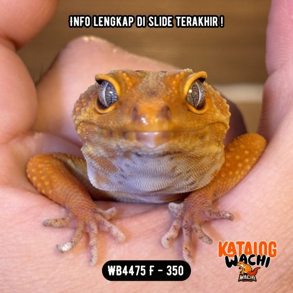 WB4475 F | Ovulasi, Siap Kawin 👌🏻