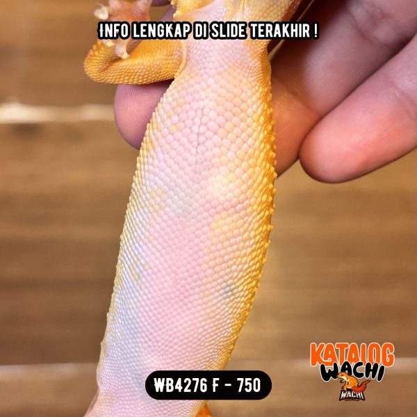 WB4276 F | Cosplay Charizard 🔥🔥🔥 Ovulasi, Siap Kawin 👌🏻