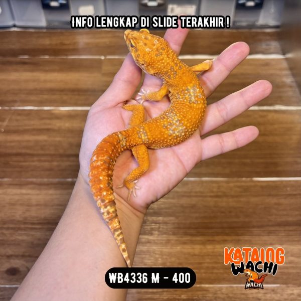 WB4336 M | ES JERUK CIAMIK 🔥🔥🔥
