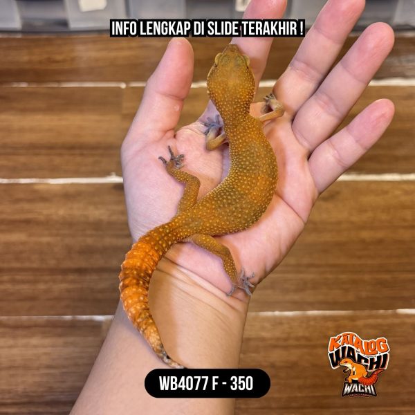 WB4077 F | Jeruk Gelap 🖤❤️✨ Ovulasi, Siap Kawin 👌🏻