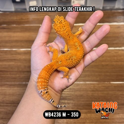 112 WB4236 M | Pedas Banget 🥵🌶️