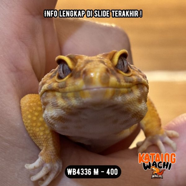 WB4336 M | ES JERUK CIAMIK 🔥🔥🔥