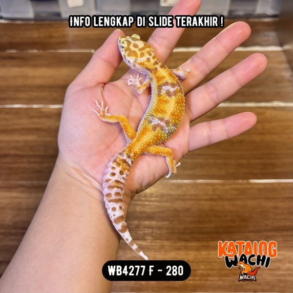 WB4277 F | Ovulasi, Siap Kawin 👌🏻